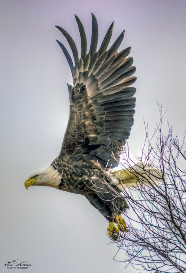 Eagle (18x12) Canvas Print